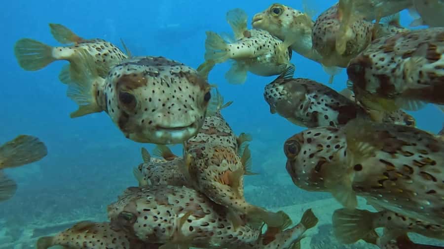 Santa Maria: Guided Snorkeling and Reef Tour - Timing, water time, and value at $44