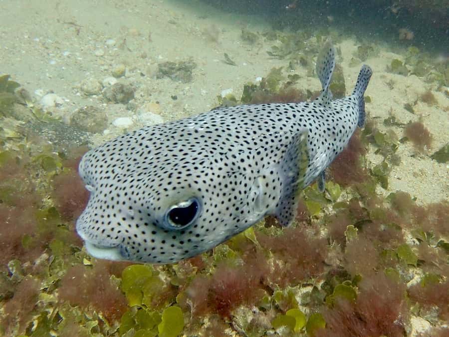 Santa Maria: Guided Snorkeling and Reef Tour - Who should book this Santa Maria outing?