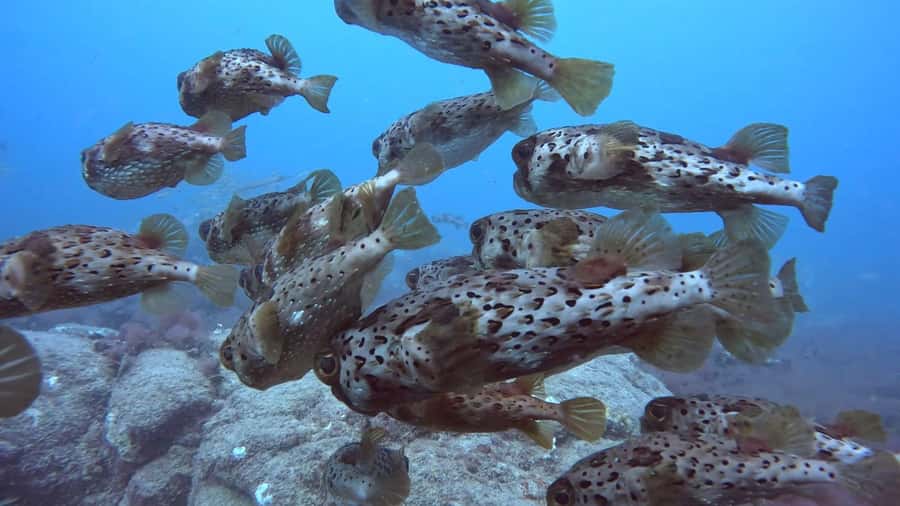 Santa Maria: Guided Snorkeling and Reef Tour - Should you book it?