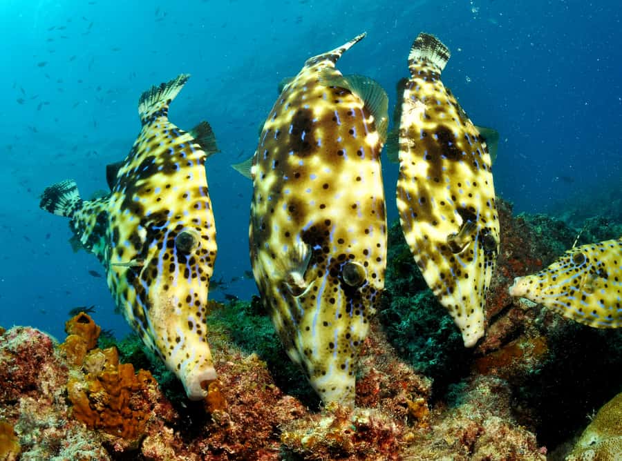 Santa Maria: Guided Snorkeling and Reef Tour - The briefing, boat, and first splash