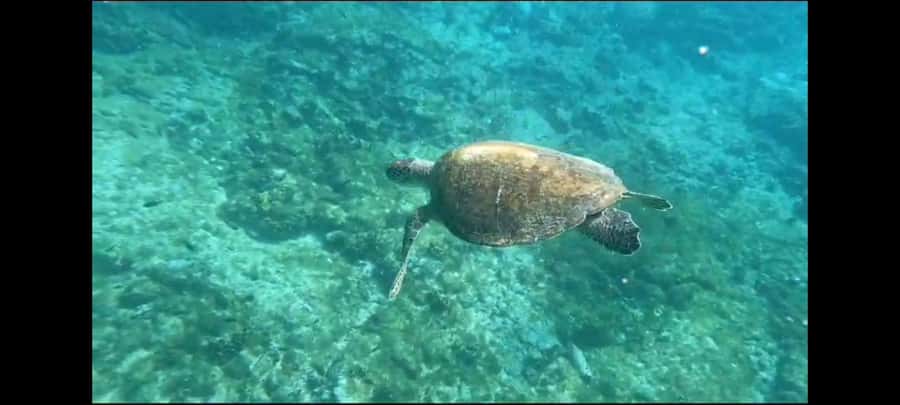 Santa Maria: Snorkeling Boat Tour - What makes the Santa Maria snorkeling trip special