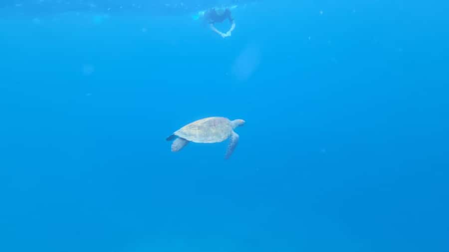 Santa Maria: Snorkeling Boat Tour - Meeting Nando at Santa Maria Pier