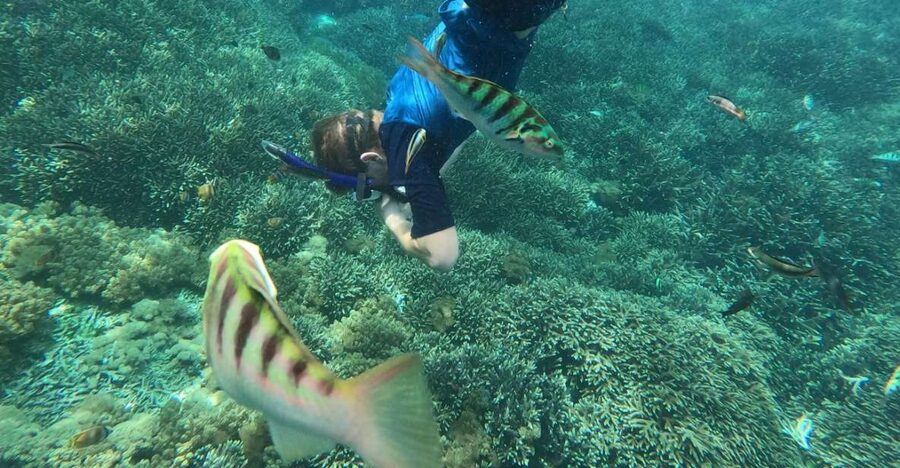 Sanur: Coastal Area Snorkeling Session - Key points at a glance