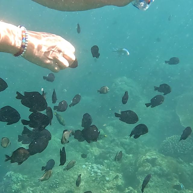 Sanur: Coastal Area Snorkeling Session - Who should book this Sanur outing