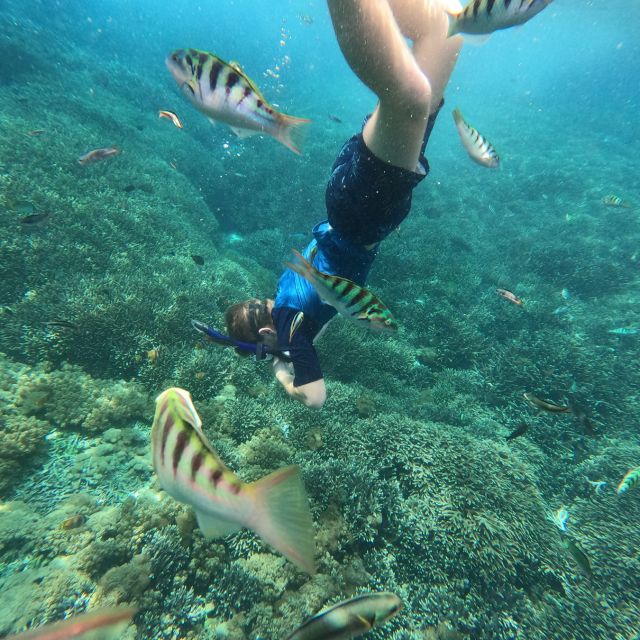 Sanur: Coastal Area Snorkeling Session - What Sanur snorkeling is really like
