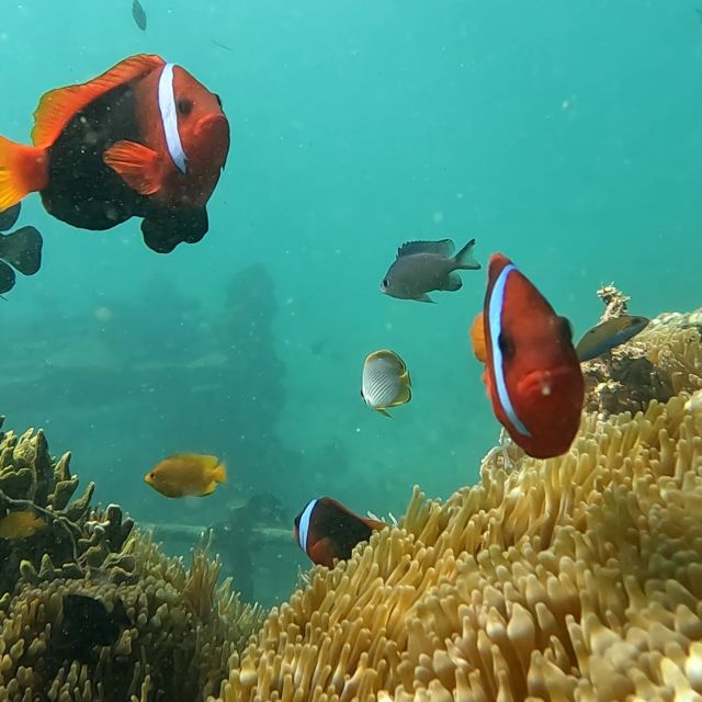 Sanur: Coastal Area Snorkeling Session - What the $22 price includes