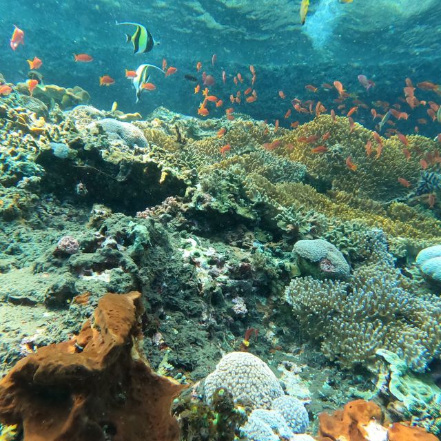 Sanur: Coastal Area Snorkeling Session - The limits of the coral site