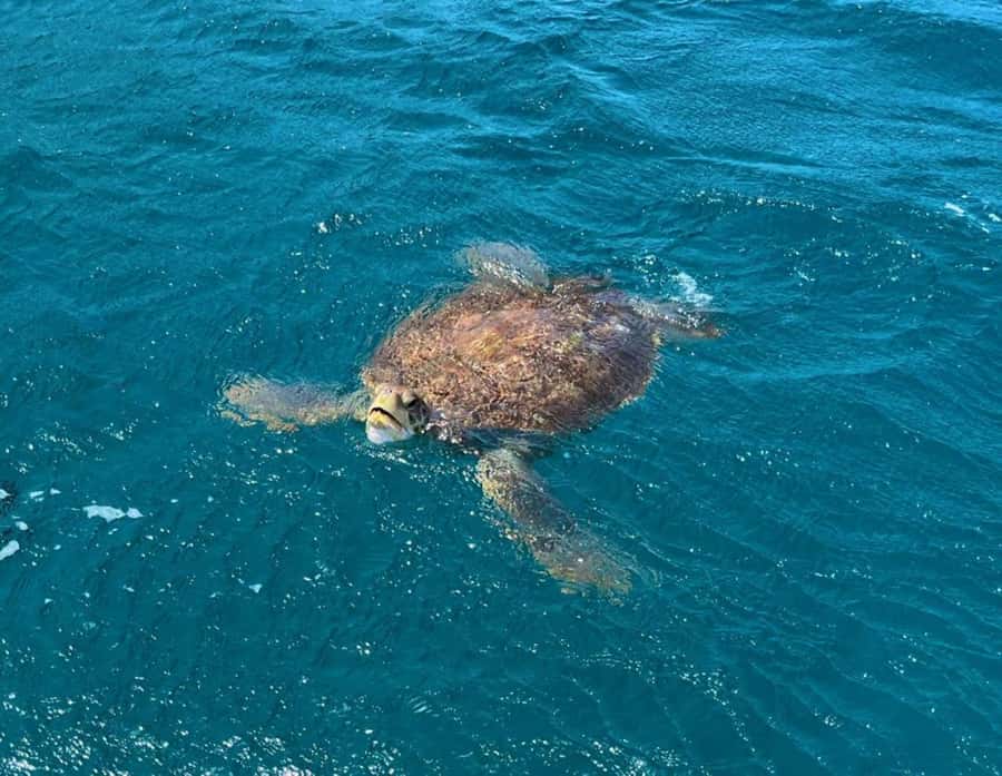 São Vicente: Snorkel with Sea Turtles Adventure - Quick points to know before booking
