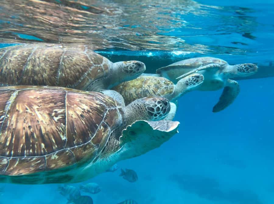 São Vicente: Snorkel with Sea Turtles Adventure - Getting ready with gear and a safety briefing