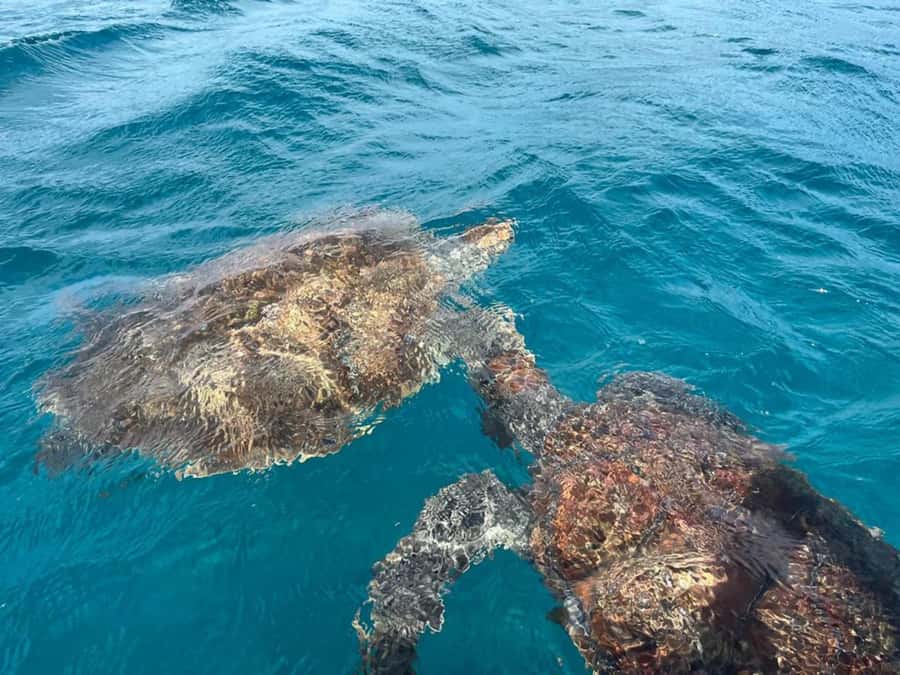 São Vicente: Snorkel with Sea Turtles Adventure - Pickup from your hotel or port