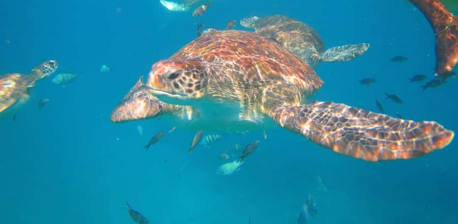São Vicente: Swimming and Snorkeling Tour with Sea Turtles - Meeting the turtles off São Pedro Beach