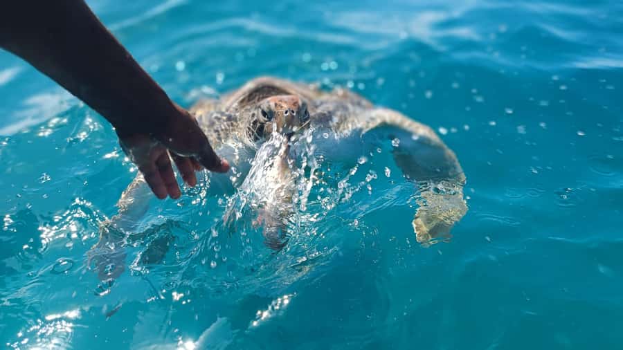 São Vicente: Swimming and Snorkeling Tour with Sea Turtles - More than turtles in clear water