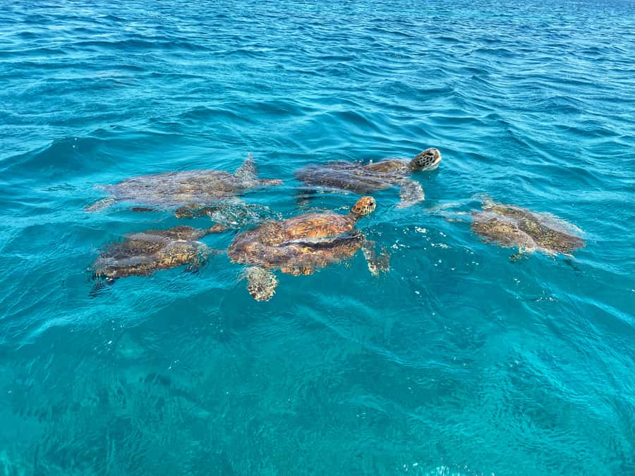 São Vicente: Swimming and Snorkeling Tour with Sea Turtles - What the 25-minute turtle limit means