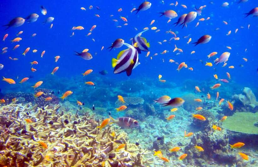 Semporna: Bohey 3 Islands Hike, Snorkel/Dive Tour with Lunch - Lunch in the shade and time to reset