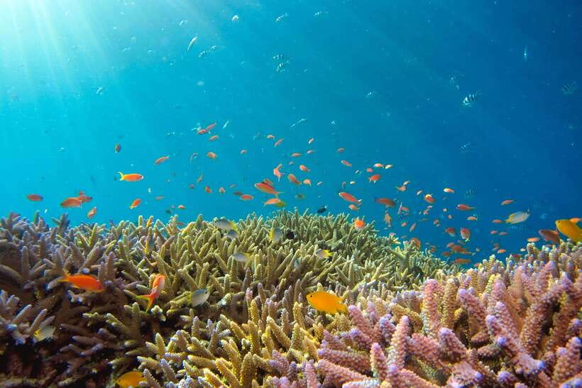 Semporna: Explore 3 Islands Tour Snorkel or Dive & Lunch - Pandanan: the final water stop