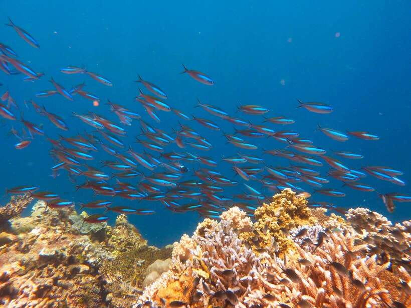 Semporna: Mabul and Kapalai Trip in Snorkel or Dive & Lunch - Kapalai’s blue water and second stop