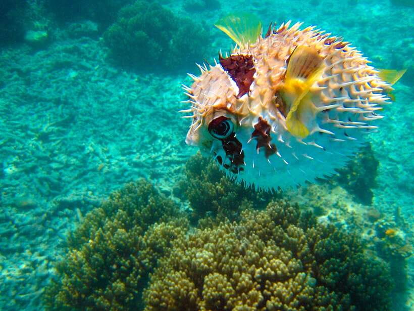 Semporna: Mabul and Kapalai Trip in Snorkel or Dive & Lunch - Boat time, comfort, and changing schedules