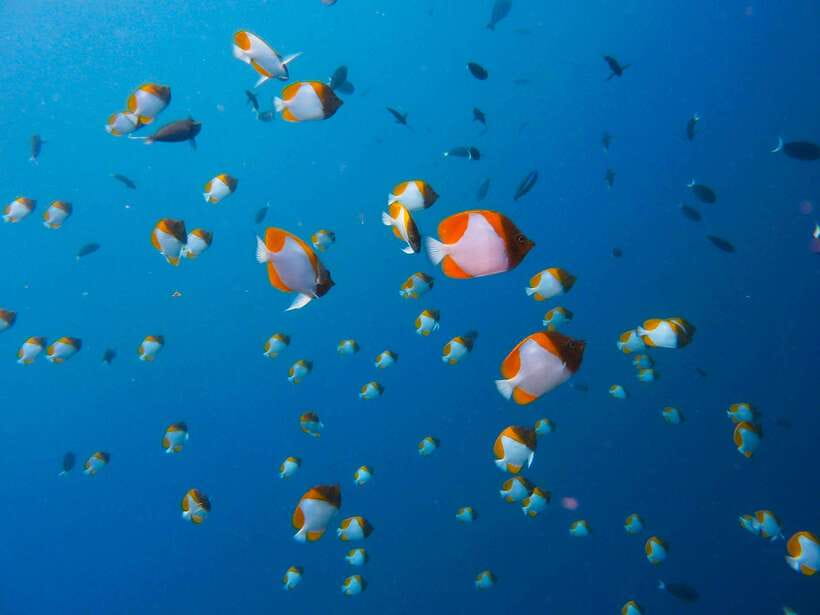 Semporna: Mabul and Kapalai Trip in Snorkel or Dive & Lunch - What the $57 price really covers
