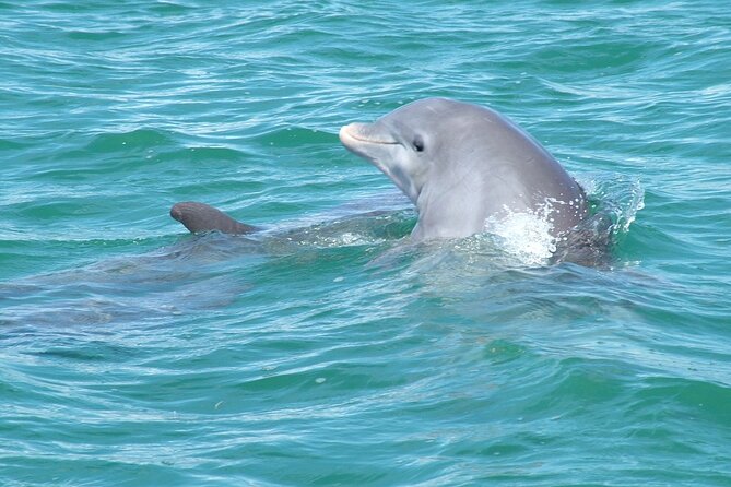 Shallow Water Snorkeling and Dolphin Watching in Key West - What non-swimmers can do aboard the catamaran