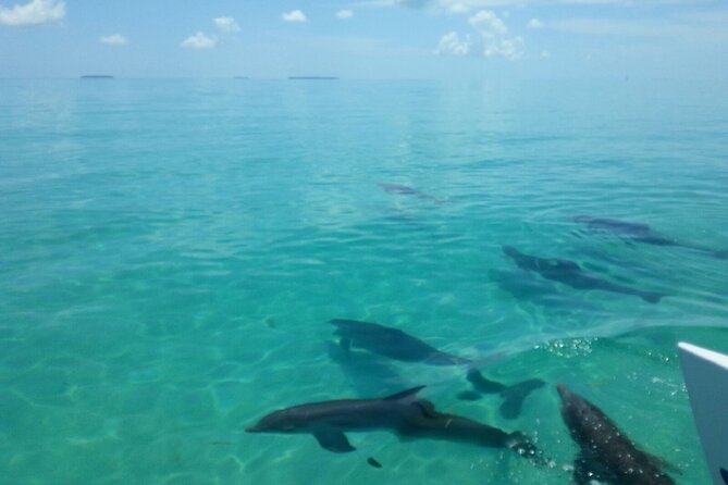 Shallow Water Snorkeling and Dolphin Watching in Key West - Who should book this Key West boat trip