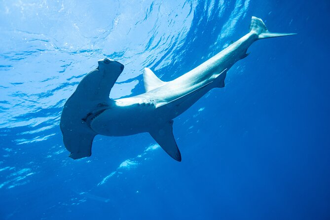 Shark Safari & Snorkel Adventure in Cabo San Lucas - A five-hour morning built around wild sharks