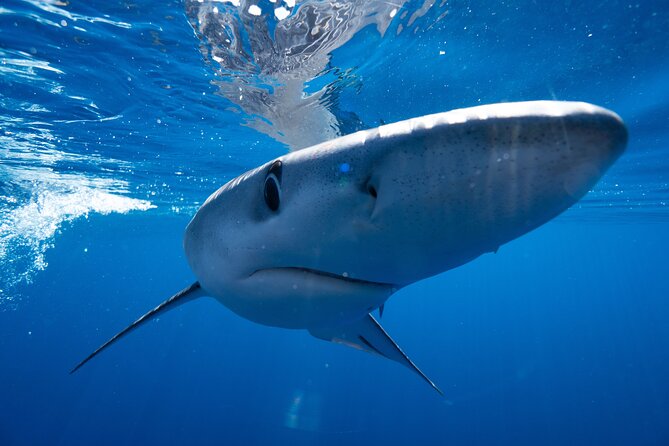 Shark Safari & Snorkel Adventure in Cabo San Lucas - Mako and blue shark encounters are thrilling, not tame