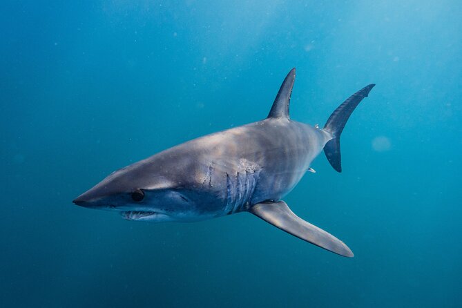 Shark Safari & Snorkel Adventure in Cabo San Lucas - Safety, gear, and the practical side of getting wet