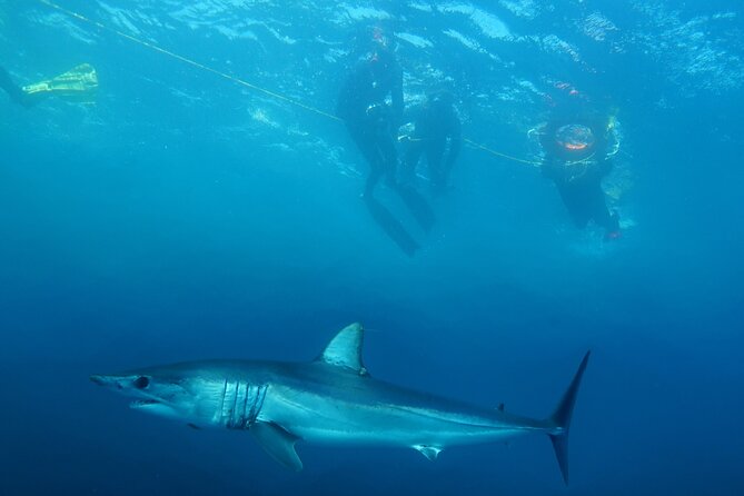 Shark Safari & Snorkel Adventure in Cabo San Lucas - What happens when the boat reaches the shark area