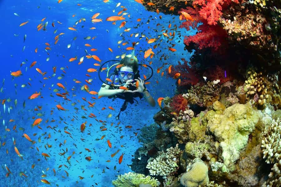 Sharm El Sheikh: Ras Mohamed & White Island Dive & Snorkel - Introductory scuba for first-timers