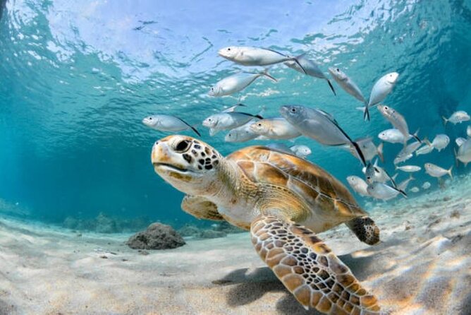 Sharm El Sheikh: Ras Mohamed, White Island, Snorkel and Diving - Lunch on deck is simple and useful