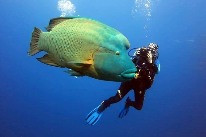 Sharm El Sheikh: Ras Mohamed, White Island, Snorkel and Diving - The boat ride sets the pace