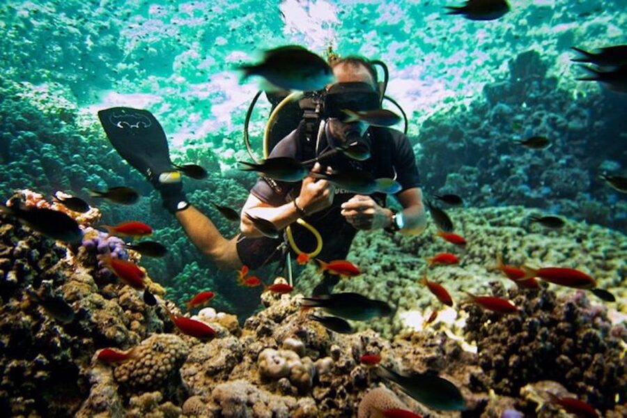 Sharm El Sheikh: Ras Mohamed & White Island Snorkel or Dive - White Island is the easygoing middle stop