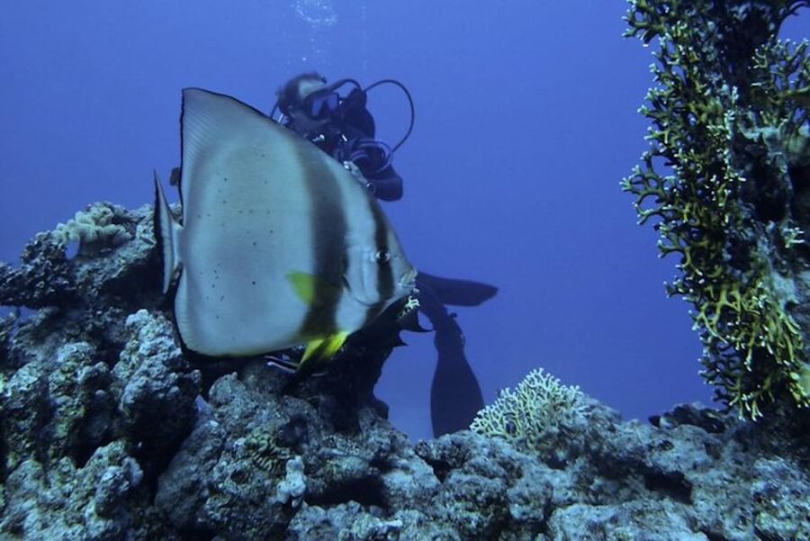 Sharm El Sheikh: Ras Mohamed & White Island Snorkel or Dive - Snorkeling is a strong choice for first-timers