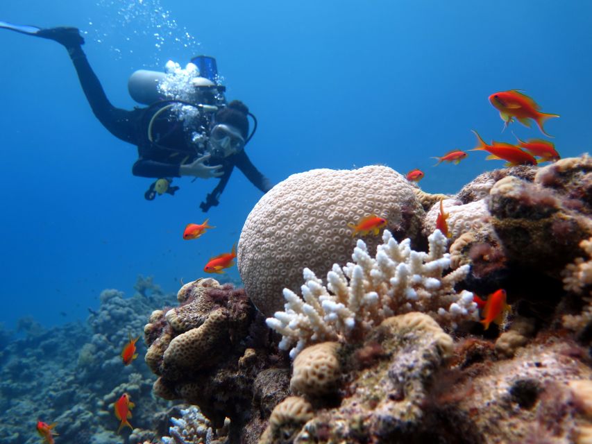 Sharm El Sheikh: Ras Mohamed & White Island Snorkel or Dive - Guides are the heart of the experience