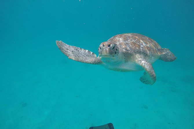 Shasa private catamran sailing cruise, Snorkel with turtles. - Why a small catamaran changes the day