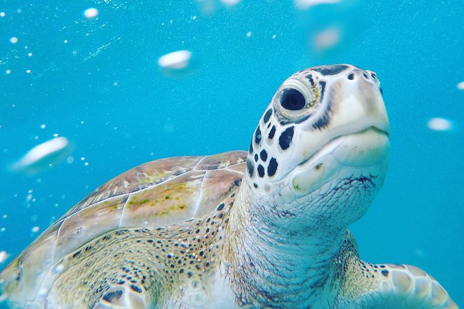 Shasa private catamran sailing cruise, Snorkel with turtles. - The sail itself: three hours without rushing