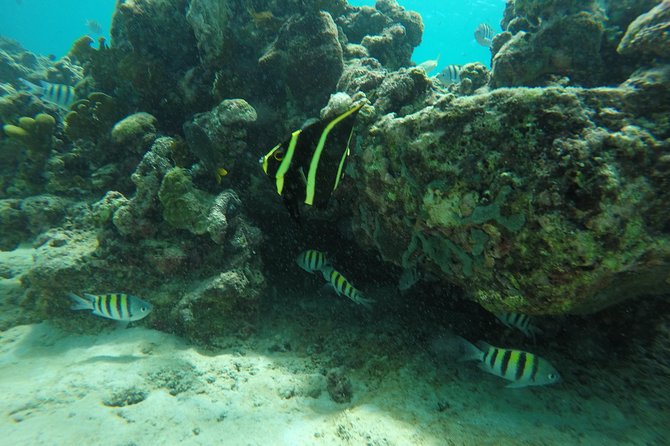 Shasa private catamran sailing cruise, Snorkel with turtles. - What the crew adds to the experience