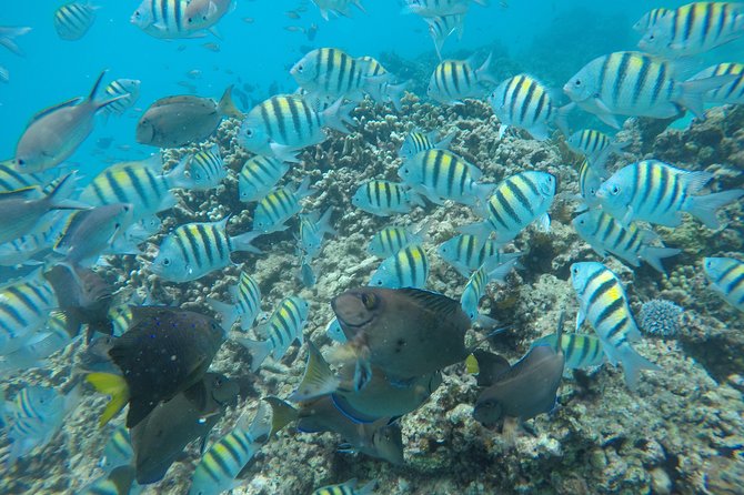 Shasa private catamran sailing cruise, Snorkel with turtles. - Is $900 a fair price?