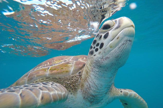 Shasa private catamran sailing cruise, Snorkel with turtles. - Setting out from The Sandpiper in Holetown