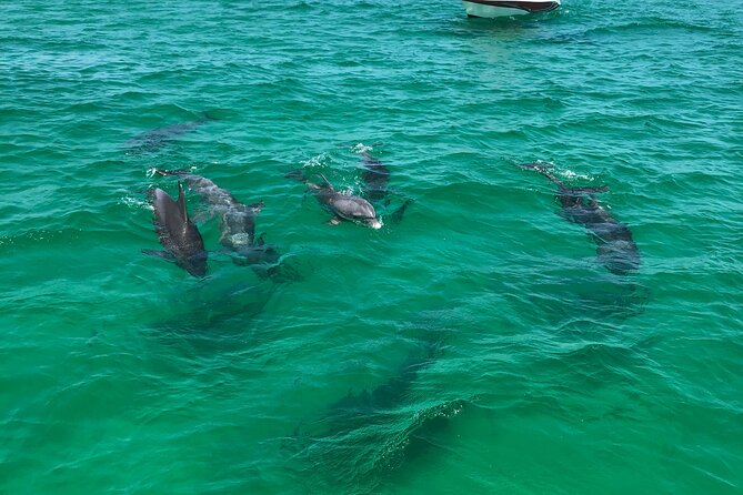 Shell Island Snorkel and Dolphin Catamaran Cruise with Island Time - What the $57.59 price covers