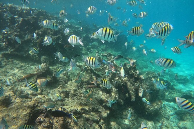 Short Excursion 4-Hour Party Catamaran and Snorkeling - What the four-hour schedule feels like