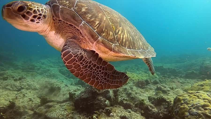 Short Snorkeling Trip - Shallow water that keeps the experience approachable