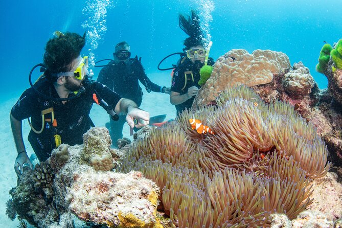 Silverswift Dive and Snorkel Great Barrier Reef Cruise - Three outer reef sites from one Cairns catamaran