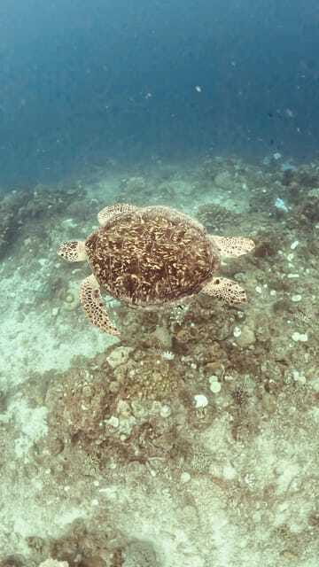 Siquijor: Jeepney Island Tour with Snorkeling - Snorkel or freedive at a marine sanctuary