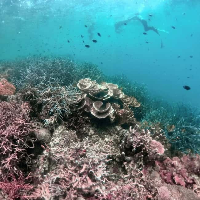 Siquijor: Jeepney Island Tour with Snorkeling - Guide quality can shape the whole day