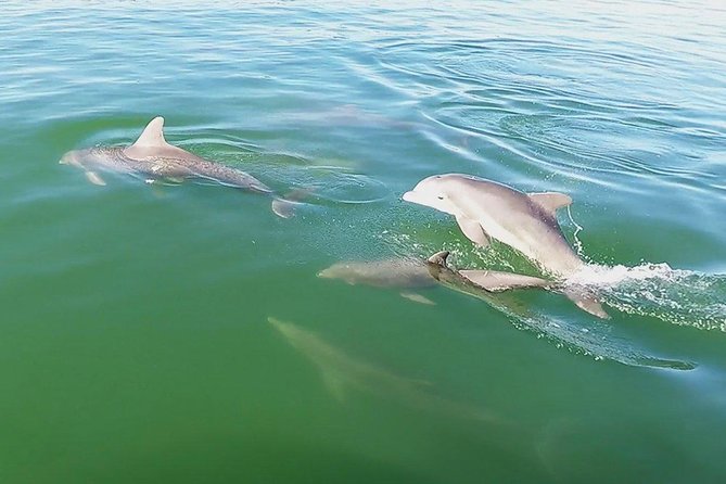 Small Group 2 Hour Dolphin Cruise with Snorkeling to Shell Key - Captains Noel, Megan, and Dave Set the Tone