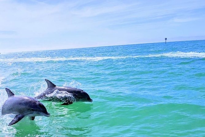 Small Group 2 Hour Dolphin Cruise with Snorkeling to Shell Key - Price and Value at $75 Per Person