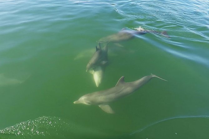 Small Group 2 Hour Dolphin Cruise with Snorkeling to Shell Key - Wildlife Sightings Are a Bonus, Not a Promise