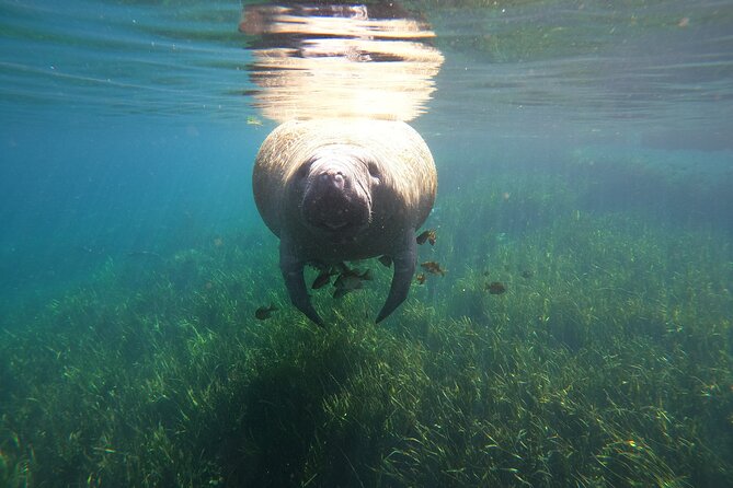 Small Group Manatee Snorkel Tour with In-Water Guide and Photographer - Learning passive observation