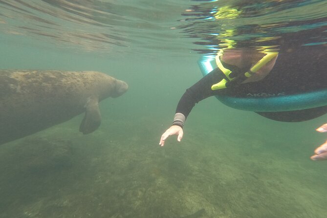 Small Group Manatee Snorkel Tour with In-Water Guide and Photographer - What the wildlife encounter may look like